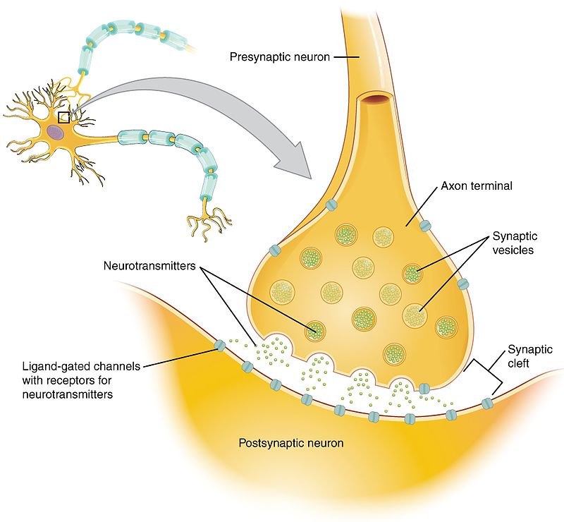 synapsis and how out brain work